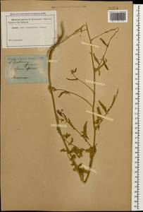 Sisymbrium officinale (L.) Scop., Caucasus (no precise locality) (K0)