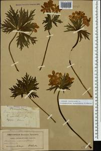Anemonastrum narcissiflorum subsp. fasciculatum (L.) Raus, Caucasus, Stavropol Krai, Karachay-Cherkessia & Kabardino-Balkaria (K1b) (Russia)