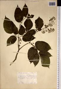 Aralia cordata Thunb., Siberia, Russian Far East (S6) (Russia)