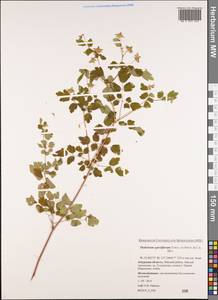 Thalictrum sparsiflorum Turcz. ex Fisch. & C. A. Mey., Siberia, Russian Far East (S6) (Russia)