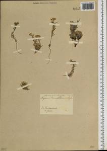 Stevenia tenuifolia (Stephan ex Willd.) D. A. German, Siberia, Baikal & Transbaikal region (S4) (Russia)