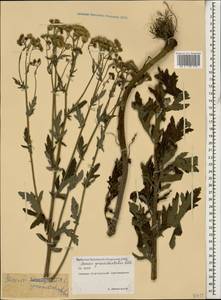 Jacobaea erucifolia subsp. grandidentata (Ledeb.) V. V. Fateryga & Fateryga, Caucasus, North Ossetia, Ingushetia & Chechnya (K1c) (Russia)