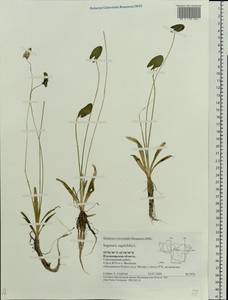 Sagittaria sagittifolia L., Eastern Europe, Central region (E4) (Russia)