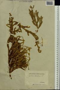 Lycopodium clavatum L., Eastern Europe, Estonia (E2c) (Estonia)