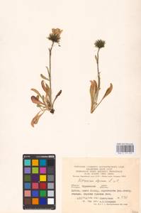 Hieracium alpinum L., Eastern Europe, Northern region (E1) (Russia)