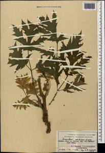 Heracleum freynianum Sommier & Levier, Caucasus, Georgia (K4) (Georgia)