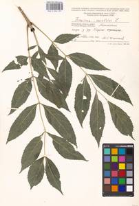 Fraxinus excelsior L., Eastern Europe, Moscow region (E4a) (Russia)