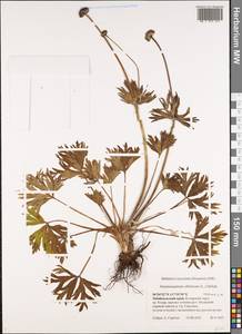 Anemonastrum narcissiflorum subsp. crinitum (Juz.) Raus, Siberia, Baikal & Transbaikal region (S4) (Russia)