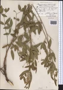 Glycyrrhiza bucharica Regel, Middle Asia, Pamir & Pamiro-Alai (M2) (Tajikistan)