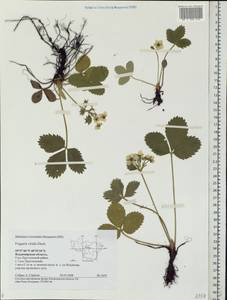 Fragaria viridis Duchesne, Eastern Europe, Central region (E4) (Russia)