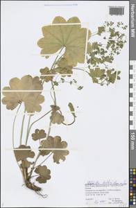 Alchemilla baltica Sam. ex Juz., Eastern Europe, Northern region (E1) (Russia)