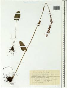 Rumex arifolius All., Siberia, Central Siberia (S3) (Russia)