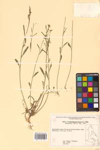 Arabidopsis lyrata subsp. kamchatica (Fisch. ex DC.) O'Kane & Al-Shehbaz, Siberia, Chukotka & Kamchatka (S7) (Russia)