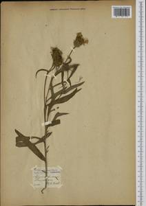 Centaurea triumfettii subsp. axillaris (Willd. ex Celak.) Stef. & T. Georgiev, Botanic gardens and arboreta (GARD) (Estonia)