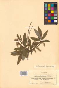 Salix udensis (Wimm.) Trautv. & C. A. Mey., Siberia, Russian Far East (S6) (Russia)