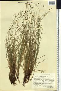 Carex globularis L., Siberia, Yakutia (S5) (Russia)