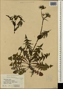 Sonchus oleraceus L., Crimea (KRYM) (Russia)