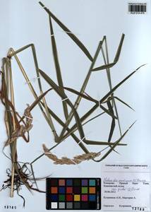 Phalaris arundinacea L., Siberia, Altai & Sayany Mountains (S2) (Russia)