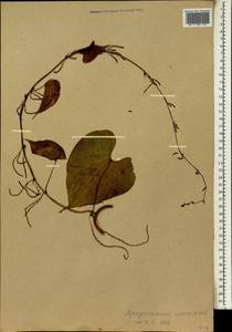 Dioscorea bulbifera L., Africa (AFR) (Mali)