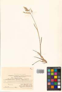 Poa macrocalyx Trautv. & C.A.Mey., Siberia, Russian Far East (S6) (Russia)