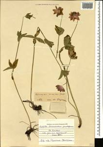 Astrantia maxima Pall., Caucasus, Azerbaijan (K6) (Azerbaijan)