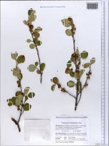 Cotoneaster integerrimus Medik., Eastern Europe, Northern region (E1) (Russia)