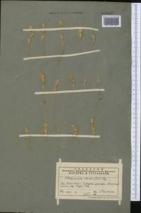 Petrosimonia sibirica (C. A. Mey.) Bunge, Middle Asia, Western Tian Shan & Karatau (M3) (Kazakhstan)