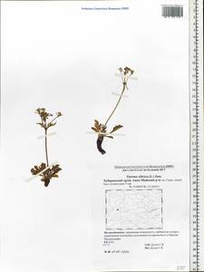 Patrinia sibirica (L.) Juss., Siberia, Russian Far East (S6) (Russia)