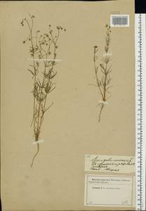 Spergula arvensis L., Eastern Europe, Western region (E3) (Russia)