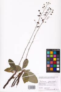 MHA 0 159 056, Verbascum phoeniceum L., Eastern Europe, South Ukrainian region (E12) (Ukraine)
