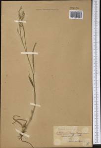 Bromus secalinus L., Middle Asia, Northern & Central Kazakhstan (M10) (Kazakhstan)