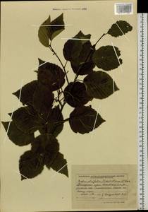Sorbus alnifolia (Siebold & Zucc.) K. Koch, Siberia, Russian Far East (S6) (Russia)