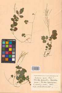 Cardamine amara L., Eastern Europe, West Ukrainian region (E13) (Ukraine)