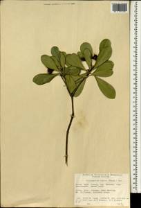 Pittosporum tobira (Murray) Aiton fil., South Asia, South Asia (Asia outside ex-Soviet states and Mongolia) (ASIA) (China)