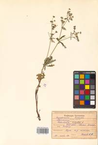 Potentilla argentea L., Siberia, Russian Far East (S6) (Russia)