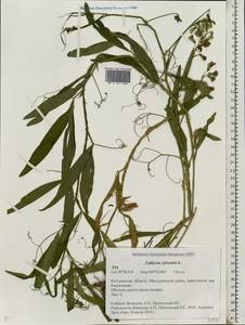 Lathyrus sylvestris L., Eastern Europe, Central forest region (E5) (Russia)