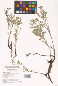Sibbaldianthe orientalis (Soják) Mosyakin & Shiyan, Eastern Europe, Lower Volga region (E9) (Russia)