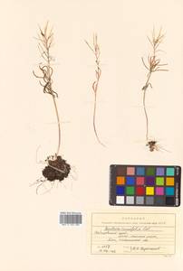 Cardamine trifida (Lam. ex Poir.) B. M. G. Jones, Siberia, Russian Far East (S6) (Russia)