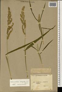 Echinochloa crus-galli (L.) P.Beauv., Caucasus, Georgia (K4) (Georgia)
