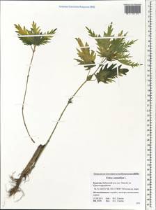 Urtica cannabina L., Siberia, Baikal & Transbaikal region (S4) (Russia)