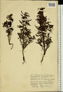 Pedicularis palustris, Eastern Europe, Moscow region (E4a) (Russia)