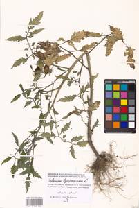 Solanum lycopersicum L., Eastern Europe, Moscow region (E4a) (Russia)