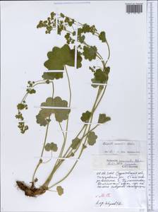 Alchemilla nemoralis Alechin, Eastern Europe, Lower Volga region (E9) (Russia)
