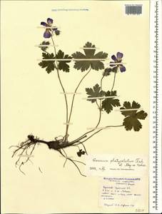 Geranium platypetalum Fisch. & C.A. Mey., Caucasus, Stavropol Krai, Karachay-Cherkessia & Kabardino-Balkaria (K1b) (Russia)