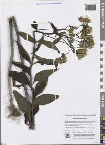Senecio nemorensis L., Eastern Europe, Northern region (E1) (Russia)