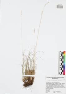 Festuca valesiaca Schleich. ex Gaudin, Eastern Europe, Central region (E4) (Russia)