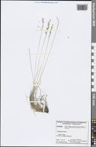 Festuca ovina L., Siberia, Central Siberia (S3) (Russia)