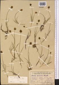 Carex pseudofoetida Kük., Middle Asia, Pamir & Pamiro-Alai (M2)