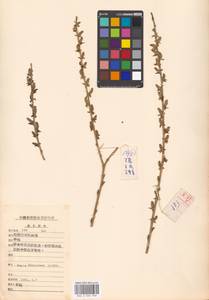 Salix babylonica L., South Asia, South Asia (Asia outside ex-Soviet states and Mongolia) (ASIA) (China)