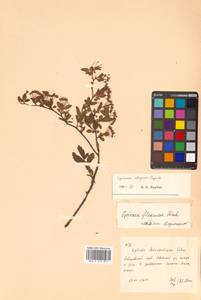 Spiraea flexuosa Fisch. ex Cambess., Siberia, Russian Far East (S6) (Russia)